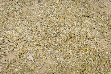 Coral on the beach 