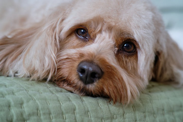 Naklejka na ściany i meble Cavapoo Puppy Dog with pretty eyes