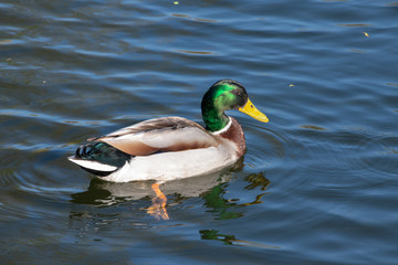 Male Mallard swimming in Kent canal