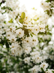 Close-up of cherry blossom white flower growing in green leaves in spring garden. Wallpaper concept, print Gardening idea. Selective focus. Warm yellow effect shine. Trendy color. Bloom love concept
