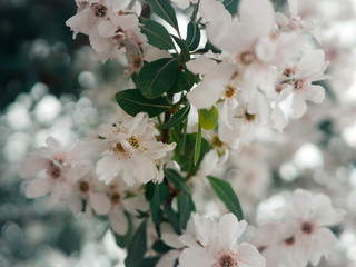 Obraz premium Close-up of cherry blossom white flower growing in green leaves in spring garden. Wallpaper concept, print Gardening idea. Selective focus. Dreamy pink effect. Trendy color. Bloom love concept