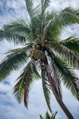 Fototapeta na wymiar Palm tree in the sky 