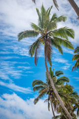 Fototapeta na wymiar Fiji beach with palm trees 