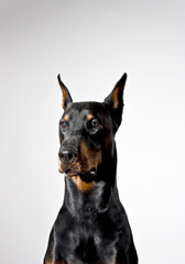 Fototapeta na wymiar Doberman dog portrait on white background.