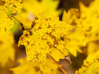 yellow leaf