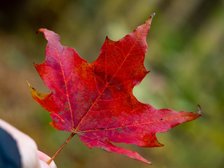 holding red maple leaf 2
