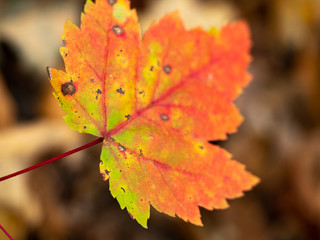 colorful maple leaf