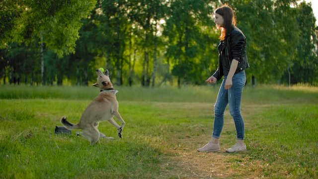 Young woman, throws a tennis ball to her dog to cath it in the air. A fun game with a pet. A funny purebred doggy jumps to catch ball and brings tennis ball to his mistress outdoor in city park.