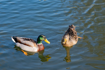 A pair of Mallard ducks swimming in a Kent canal