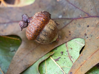 acorn on leaves