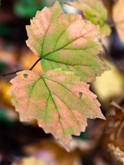 pink and green leaves