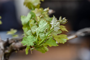 Fototapeta premium Vineyard