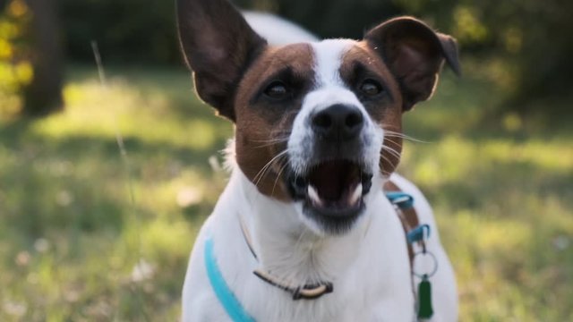 Slow motion of a Jack Russell Terrier dog standing on a green lawn in a city park and barking at a passerby, wagging its tail. Dogs grin. Aggressive dog. Pet for a walk