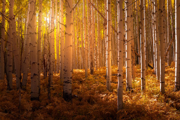 Changing of the Aspen Leaves in the Rocky Mountains of Colorado during Autumn season. Sunlight shining through an Aspen tree forest.