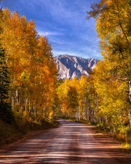 Obraz premium Changing of the Aspen Leaves in the Rocky Mountains of Colorado during Autumn season. 