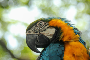 Fototapeta premium Macaw headshot