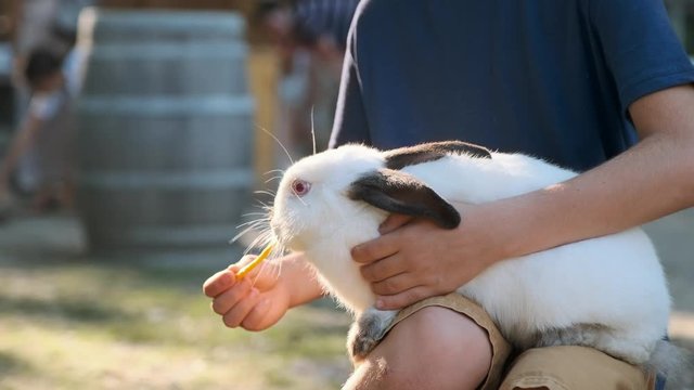 A happy boy holds a small white rabbit with black ears, feeds his carrot on a background of green trees and sunlight in the summer. Contact zoo with rabbits in a city park. Children's summer vacation