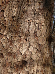 tree bark texture