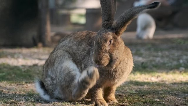 A large gray forest rabbit with big ears on the lawn scratches its side with its paw against the background of green trees and sunrays.  zoo with rabbits in a city park summer