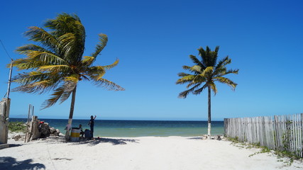 men and a palm