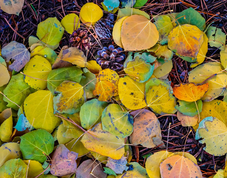 Summer into Fall: A Leaf Medley