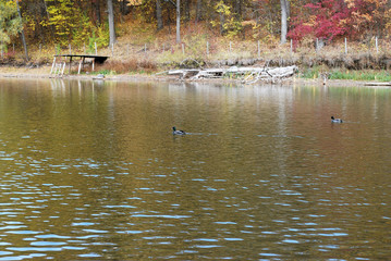 ducks on the lake