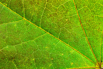 Leaf background. Foliage abstract texture. Tropical pattern. Nat