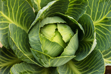 Head of green fresh cabbage 