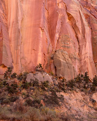 Sandstone Wall, Tiny Tree, Capitol Reef