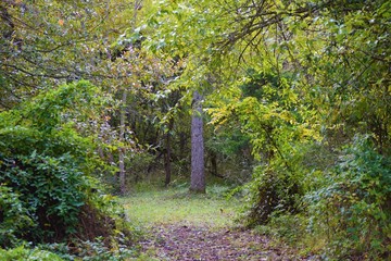 Forest