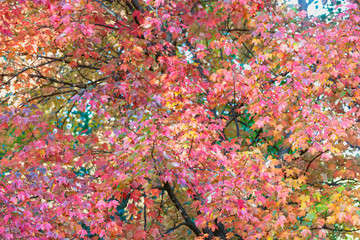 Fototapeta na wymiar red and orange autumn maple leaves