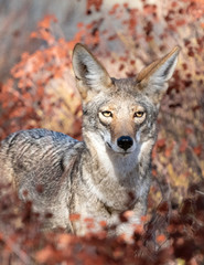 Coyote at Pinnacles National Park, California