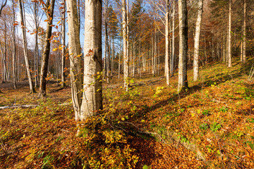 Wald im Herbst