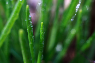 Fototapeta na wymiar Close-up water drops on the fresh green gras with beautiful bokeh