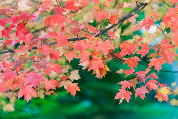 red and orange autumn maple leaves on a green background