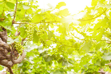 Obraz na płótnie Canvas Vine and bunch of green grapes in garden the vineyard.