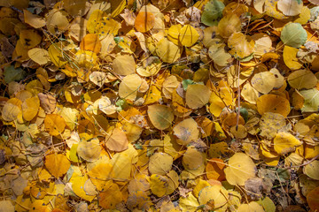 Aspen Leaves, Sierra Nevadas