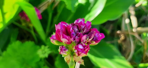 Flores rosadas en el jardín 