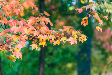 red and orange autumn leaves and trees in the woods