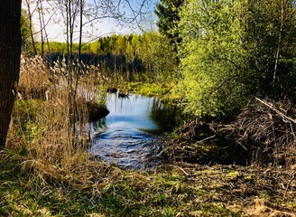 Obraz premium river in the forest
