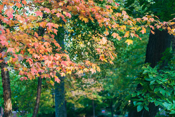 red and orange autumn leaves and trees in the woods