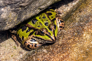 Laubfrosch unter einem Stein