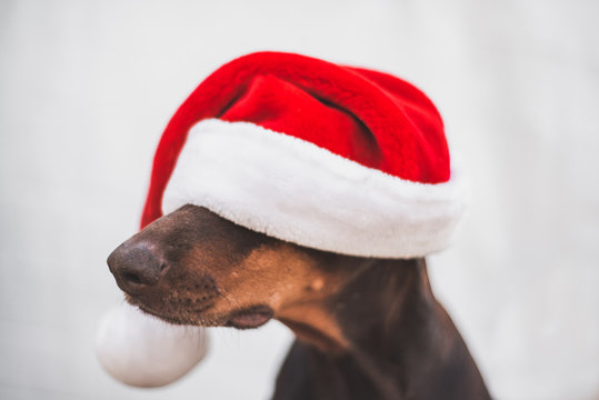 The Doberman dog with Santa's hat