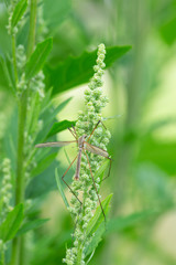 Closeup of Crane fly on plant