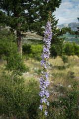 purple flower, osejava