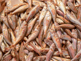 Kidney bean fish close-up. Fisherman photographed at the counter.