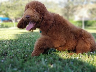 Fototapeta premium dog in the park