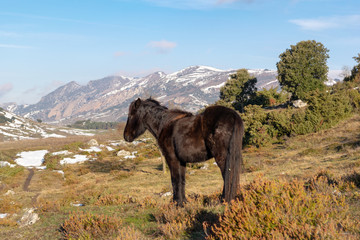 Fototapeta na wymiar Black horse of Losino breed in the field with snowy mountains behind.