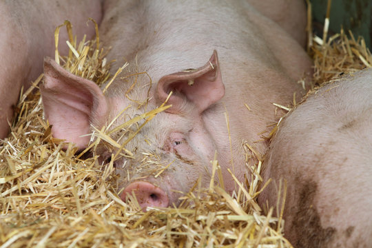 Schwein im Stroh
