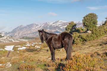 Fototapeta na wymiar Black horse of Losino breed in the bush staring with snowy mountains behind.